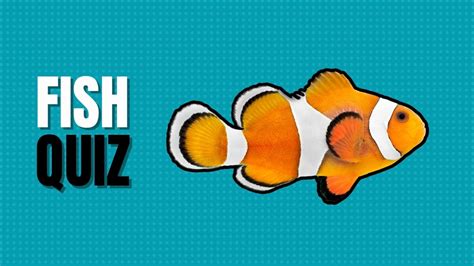 fish trivia|Fish Quiz: 50 Sea & Aquatic Fish Trivia Questions & Answers.